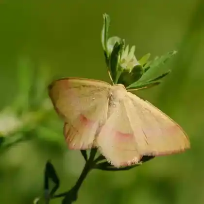 Foto von Blasser Rotbandspanner (Rhodostrophia vibicaria)