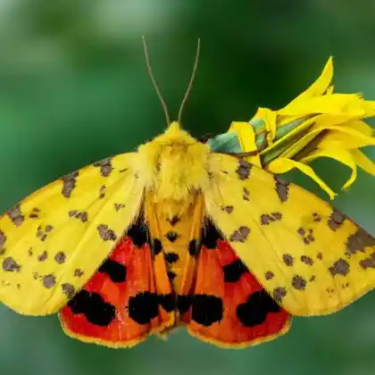 Foto von Purpur-Bär (Rhyparia purpurata)