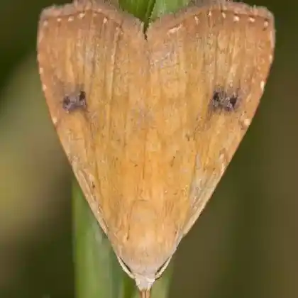 Foto von Seideneulchen (Rivula sericealis)