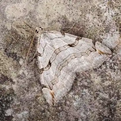 Foto von Trockenrasen-Hartheu-Grauspanner (Aplocera plagiata)