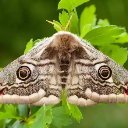 Foto von Kleines Nachtpfauenauge (Saturnia pavonia)