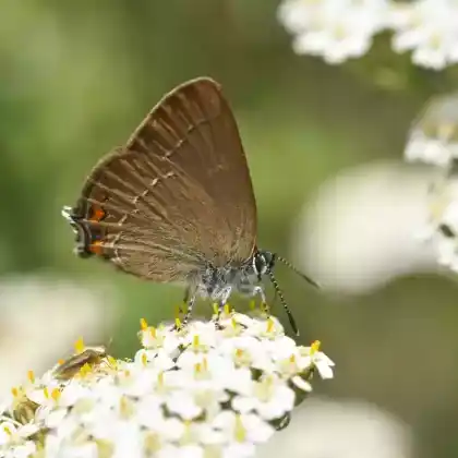 Foto von Akazien-Zipfelfalter (Satyrium acaciae)