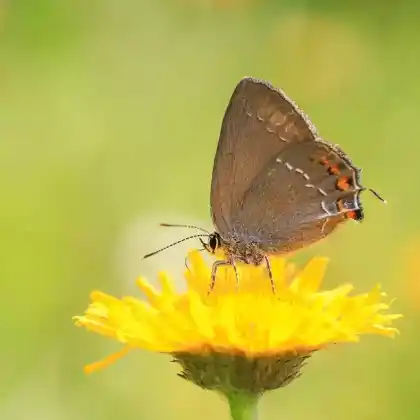 Foto von Brauner Eichen-Zipfelfalter (Satyrium ilicis)