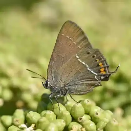 Foto von Kreuzdorn-Zipfelfalter (Satyrium spini)