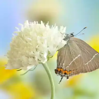 Foto von Ulmen-Zipfelfalter (Satyrium w-album)