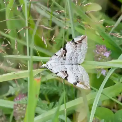 Foto von Großer Hartheu-Grauspanner (Aplocera praeformata)