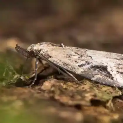 Foto von Schmalflügel-Motteneule (Schrankia costaestrigalis)