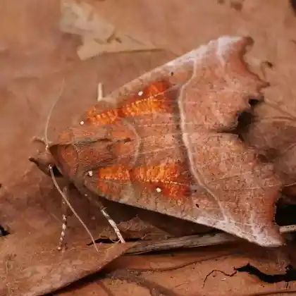Foto von Zackeneule (Scoliopteryx libatrix)