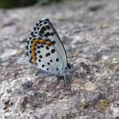 Foto von Fetthennen-Bläuling (Scolitantides orion)
