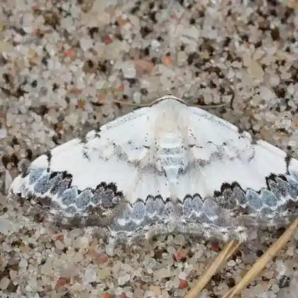 Foto von Thymian-Steppenrasen-Kleinspanner (Scopula decorata)