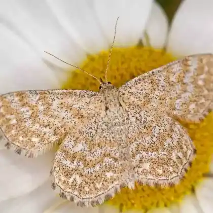 Foto von Sandgrauer Heide-Kleinspanner (Scopula immorata)