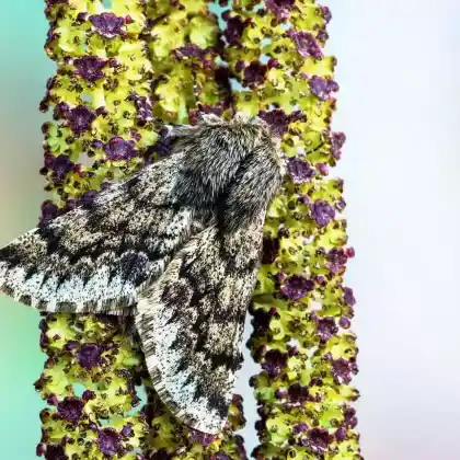 Foto von Wollhaarspanner (Apocheima hispidaria)