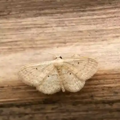 Foto von Wegerich-Kleinspanner (Scopula immutata)