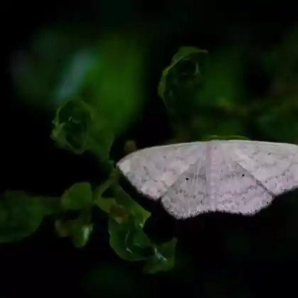 Foto von Geröllhaldenflur-Kleinspanner (Scopula incanata)