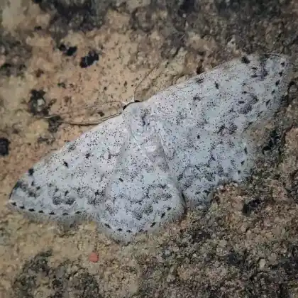 Foto von Graugesprenkelter Kleinspanner (Scopula marginepunctata)