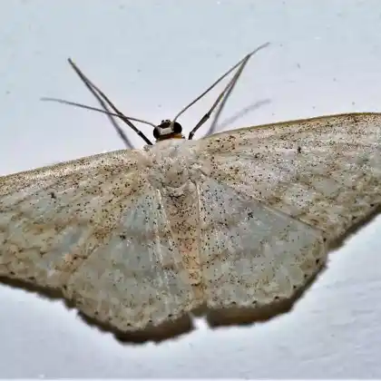 Foto von Ziest-Kleinspanner (Scopula nigropunctata)