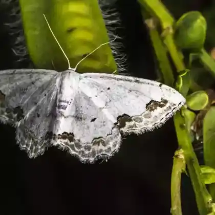 Foto von Weißer Dost-Kleinspanner (Scopula ornata)