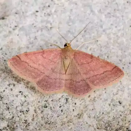 Foto von Weinroter Triftenflurspanner (Scopula rubiginata)