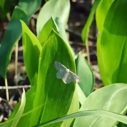 Foto von Heidelbeer-Kleinspanner (Scopula ternata)