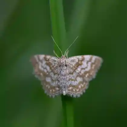 Foto von Kuhschellen-Kleinspanner (Scopula tessellaria)