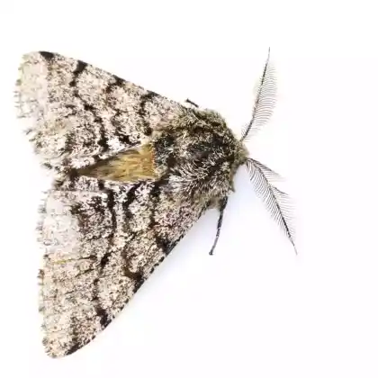 Foto von Schneespanner (Apocheima pilosaria)