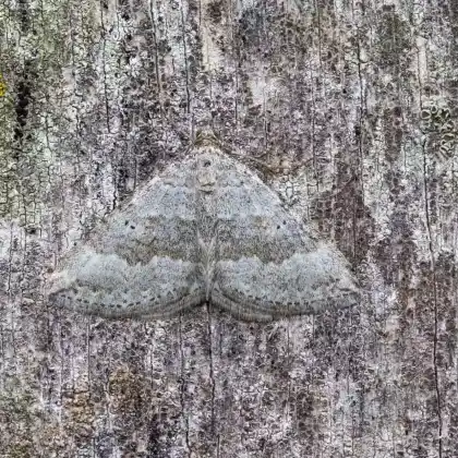Foto von Zweipunkt-Wellenstriemenspanner (Scotopteryx bipunctaria)