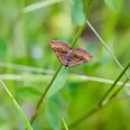 Foto von Braunbindiger-Wellenstriemenspanner (Scotopteryx chenopodiata)