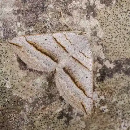 Foto von Dreibindiger-Wellenstriemenspanner (Scotopteryx luridata)