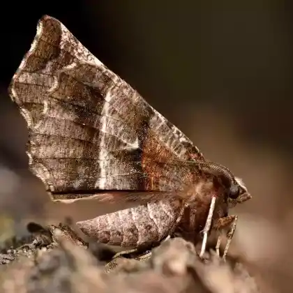 Foto von Dreistreifiger Mondfleckspanner (Selenia dentaria)