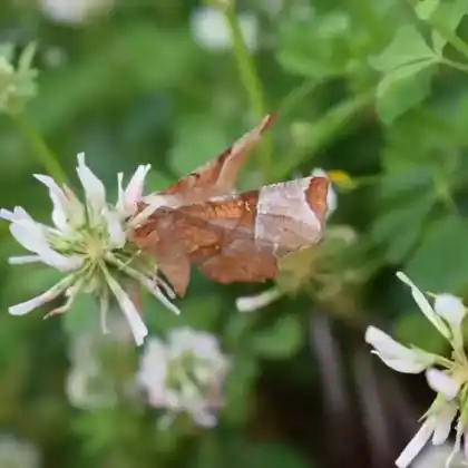 Foto von Zweistreifiger Mondfleckenspanner (Selenia lunularia)