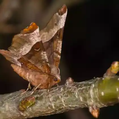 Foto von Dunkelbrauner Mondfleckenspanner (Selenia tetralunaria)