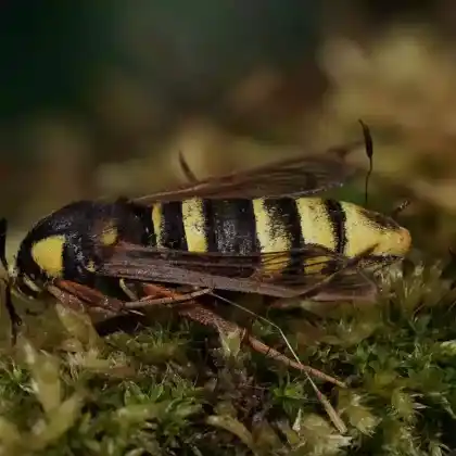 Foto von Salweiden-Glasflügler (Sesia bembeciformis)
