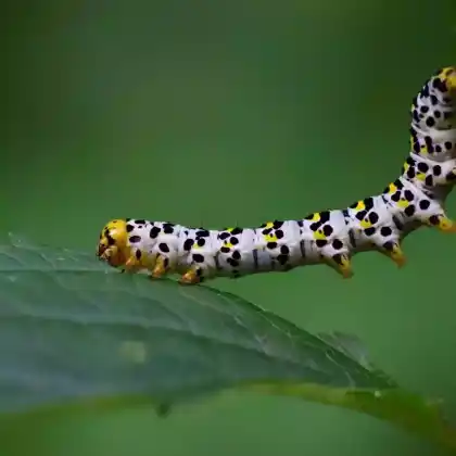Foto von Braunwurz-Mönch (Shargacucullia scrophulariae)