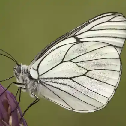 Foto von Baum-Weißling (Aporia crataegi)
