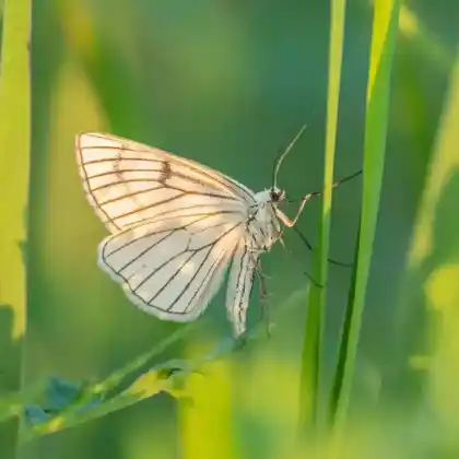 Foto von Weißer Hartheuspanner (Siona lineata)