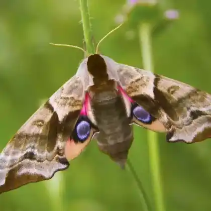 Foto von Abendpfauenauge (Smerinthus ocellata)