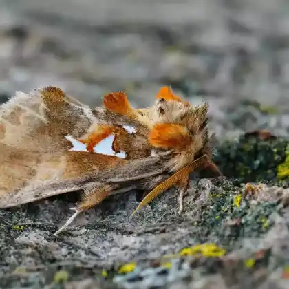Foto von Silberfleck-Zahnspinner (Spatalia argentina)
