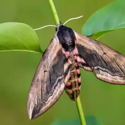 Foto von Ligusterschwärmer (Sphinx ligustri)