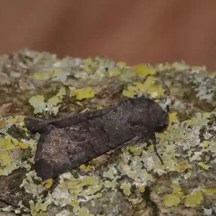 Foto von Heidekraut-Glattrückeneule (Aporophyla lueneburgensis)