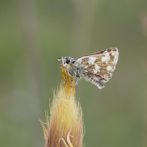 Wiesenknopf-Würfeldickkopffalter