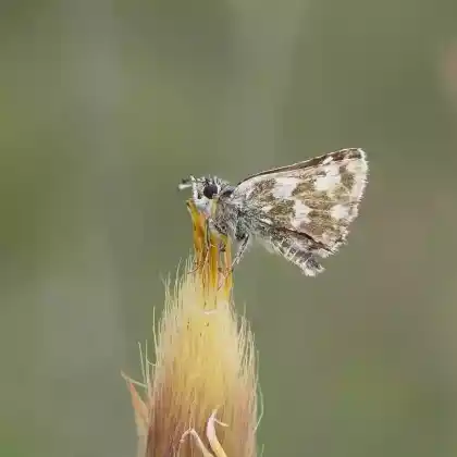Foto von Wiesenknopf-Würfeldickkopffalter (Spialia sertorius)