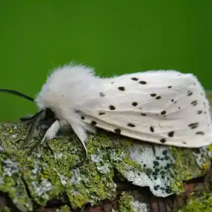 Foto von Weiße Tigermotte (Spilosoma lubricipeda)