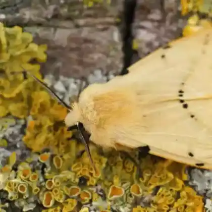 Foto von Gelber Fleckleibbär (Spilosoma lutea)