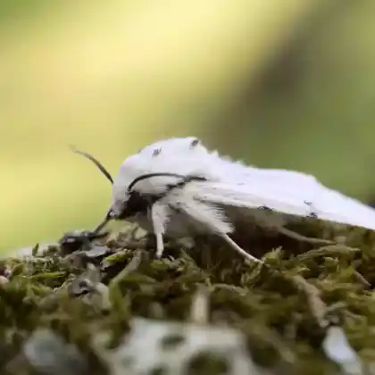 Foto von Schmalflügeliger Fleckleibbär (Spilosoma urticae)