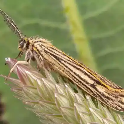 Foto von Gestreifter Grasbär (Spiris striata)