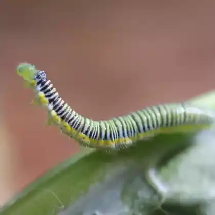Foto von Knöterich-Seidenglanzeule (Spodoptera exigua)
