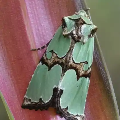 Foto von Malachiteule (Staurophora celsia)