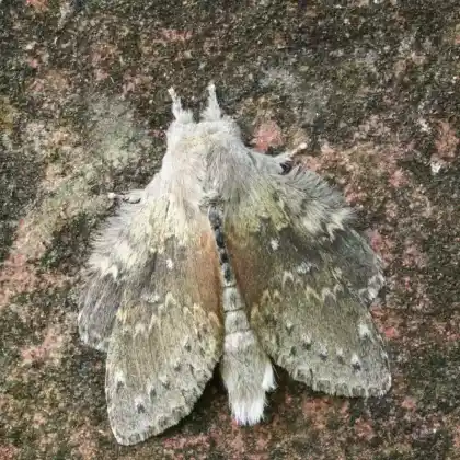 Foto von Buchenspinner (Stauropus fagi)