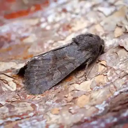 Foto von Braune Glattrückeneule (Aporophyla lutulenta)