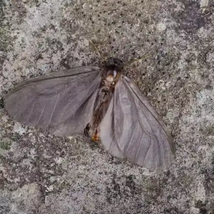 Foto von Laubholz-Sackträger (Sterrhopterix fusca)